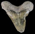 Bargain Angustidens Tooth - Megalodon Ancestor #39979-1